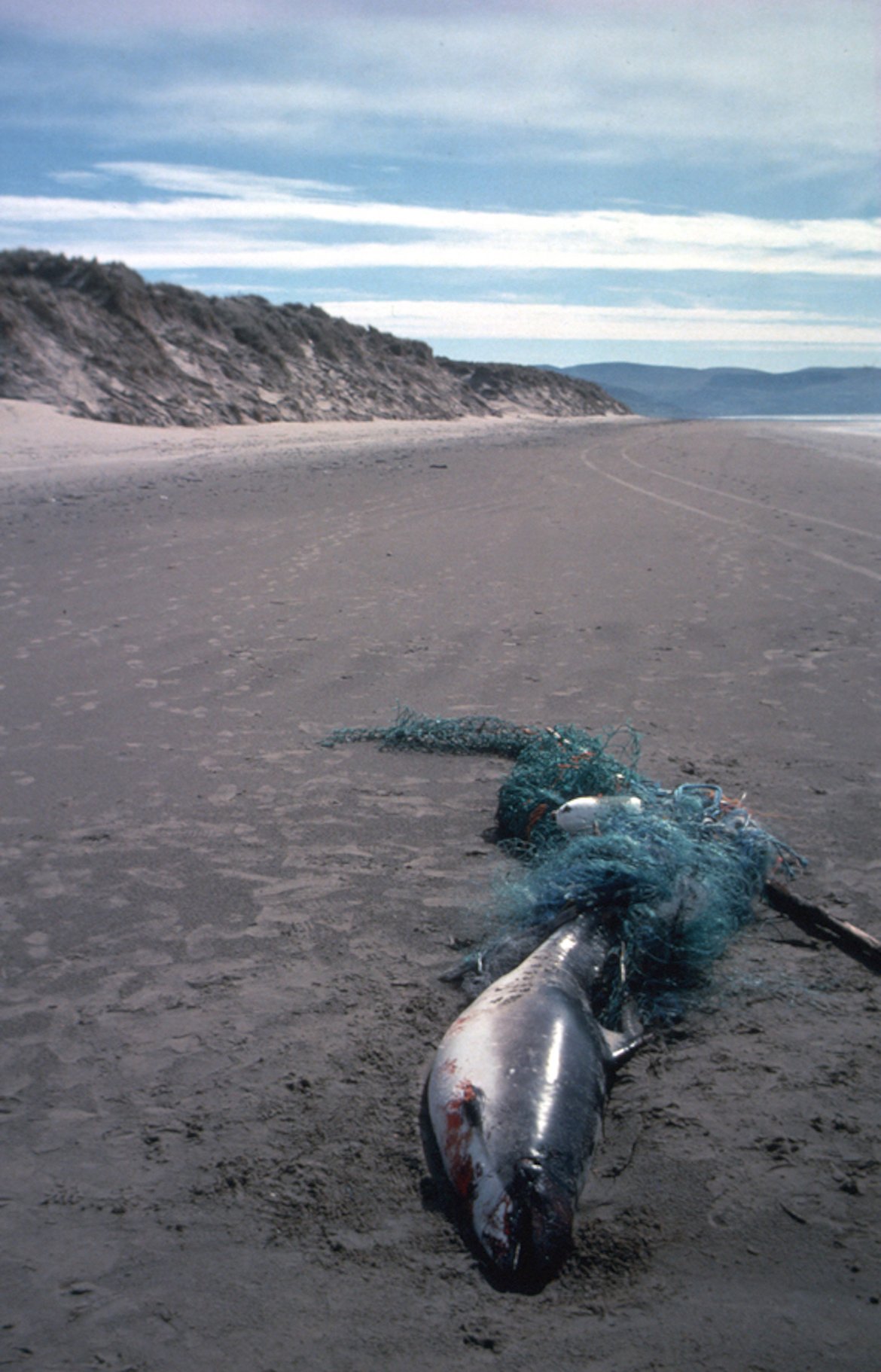Figure a : Marsouin commun capturé accidentellement dans un filet de pêche.