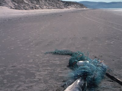 Marine Mammal By-catch