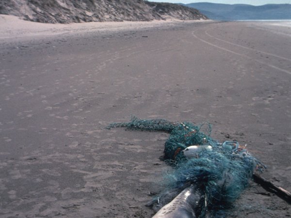 Marine Mammal By-catch