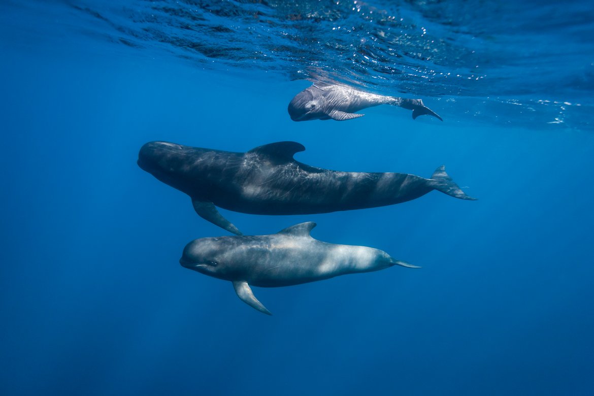 Pilot whales are deep-diving toothed cetaceans, the status of deep-diving toothed cetaceans remains unknown owing to limited data © Shutterstock