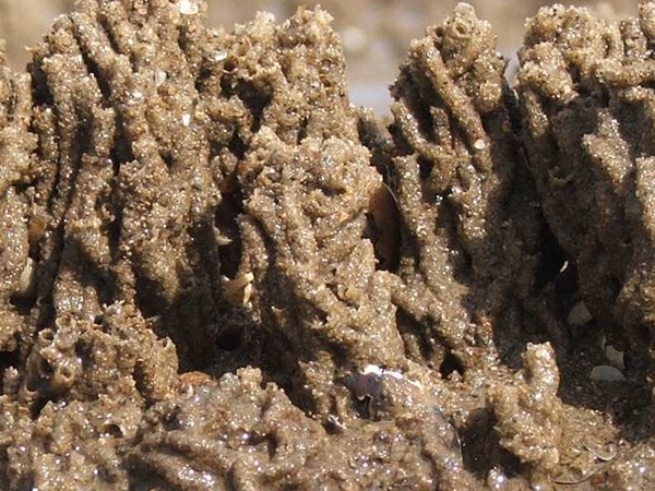 Extent of Physical Disturbance to Benthic Habitats: Aggregate Extraction