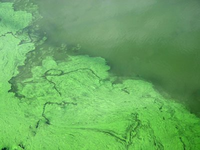 E2 - Direct and indirect eutrophication effects