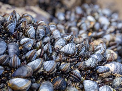 Les bancs intertidaux de moules