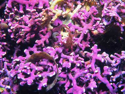 Synthèse de l’état du réseau OSPAR d’aires marines protégées (2016)