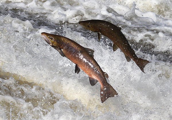 Atlantic salmon