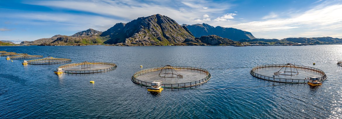 Farmed salmon in Norway. © Andrei Armiagov