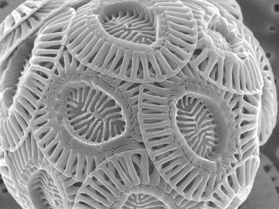 Theme A components related to Ocean Acidification