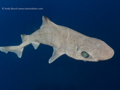 Squale-chagrin commun