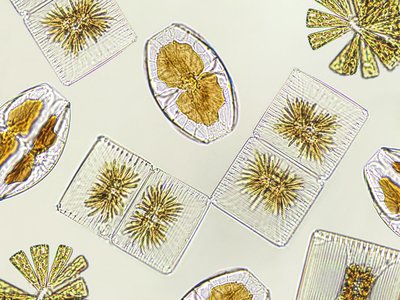 Pelagic Habitats Thematic Assessment