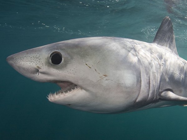 Porbeagle