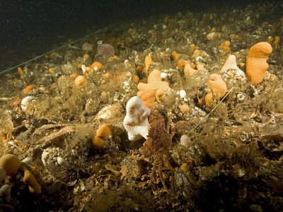 Condition des communautés d’habitats benthiques: Approche conceptuelle commune 