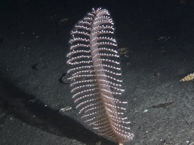 BB9 - Extent of Physical Disturbance to Benthic Habitats (BH3)