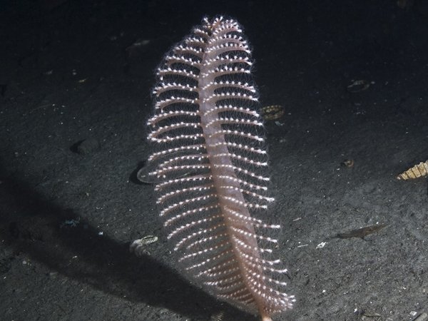 Extent of Physical Disturbance to Benthic Habitats: Fisheries with mobile bottom-contacting gears