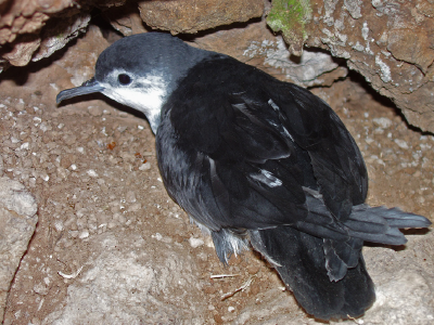 Puffin de Macaronésie