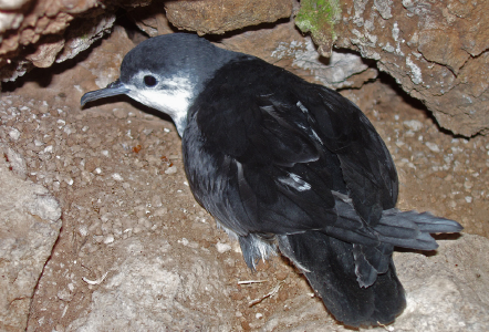 Macaronesian shearwater