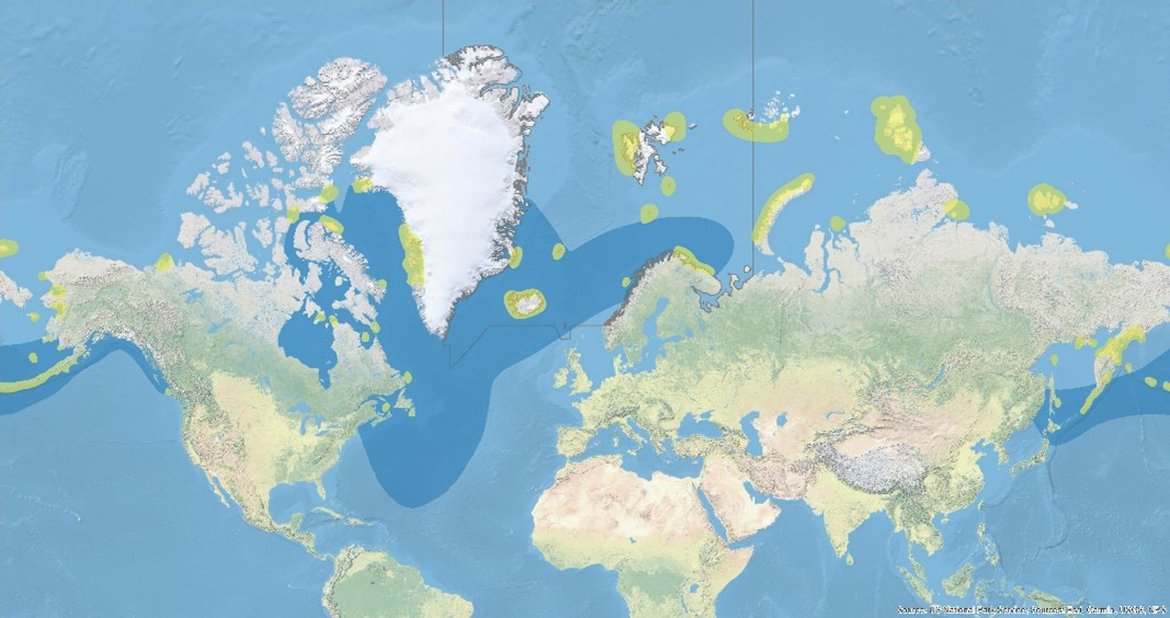 Figure 2: Global range of Brünnich‘s guillemots (map: BirdLife International, 2020). The species has a circumpolar breeding distribution in sub-Arctic and Arctic regions. Breeding areas are highlighted in yellow and the non-breeding distribution of BRGUs is indicated in blue. The grey line outlines OSPAR Region I.