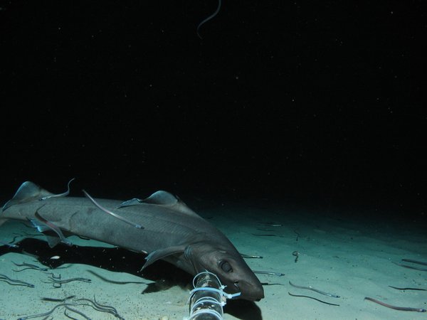 Leafscale gulper shark