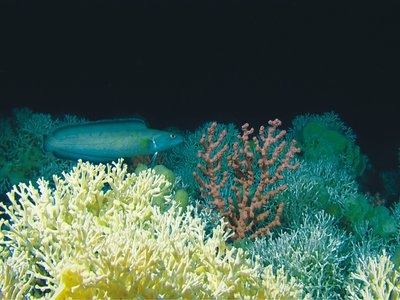 Récifs de Lophelia pertusa