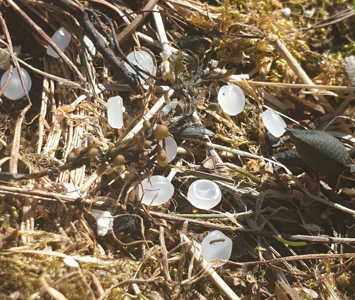 Pre-production plastic pellets, otherwise known as nurdles. © Tomas Eriksson