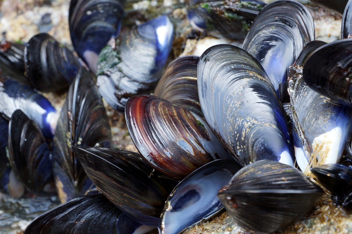 Most OSPAR sub-regions have a poor status for hazardous substances in marine animals (fish, mussels and oysters). © Shutterstock