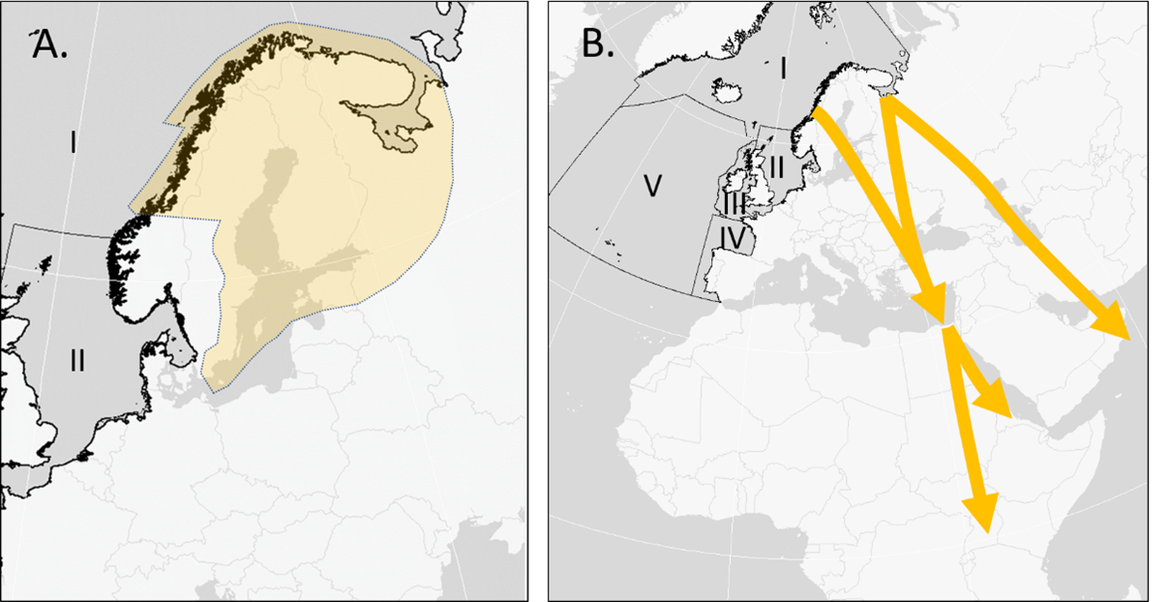 Figure 1. A. Breeding distribution and B. main migratory flyways (lines) and wintering areas (end arrows) of the Lesser black-backed gull Larus fuscus fuscus. OSPAR regions I-V are denoted by Roman numerals.