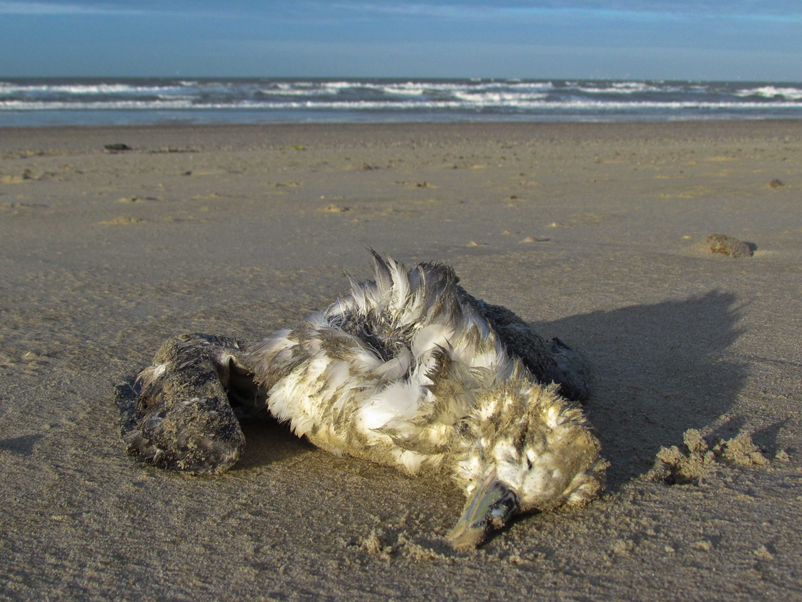 Figure 1: The monitoring system for plastics in stomachs of seabirds uses beached northern fulmars.
