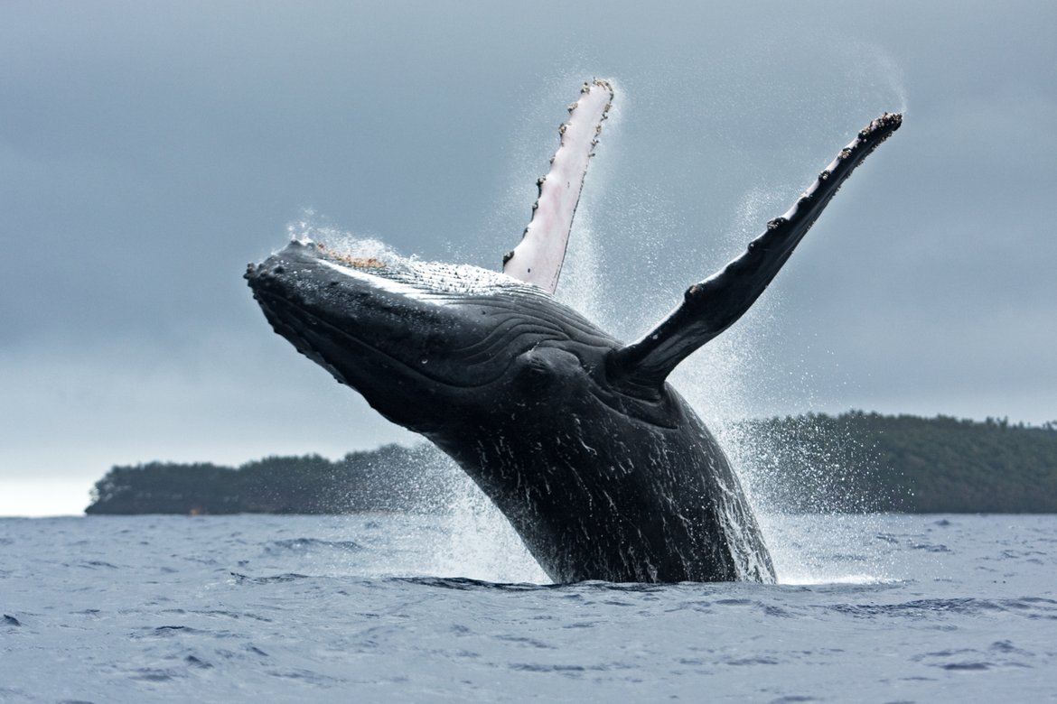 Humpback whales are baleen whales, the status of baleen whales remains unknown owing to limited data © Shutterstock