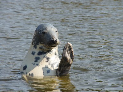 Ecosystem Assessment Outlook 