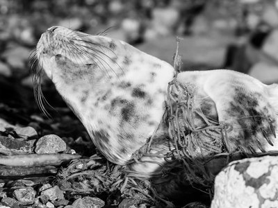 Pilot Assessment of Marine Mammal By-catch in Arctic Waters