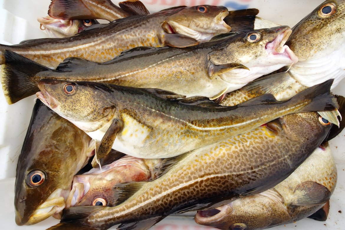 Commercially fished species, such as cod, are generally managed to allow for sustained harvesting © Shutterstock