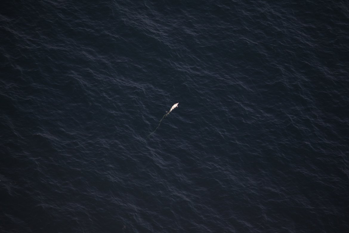 Figure 2: By-caught small delphinid adrift in the Bay of Biscay © Observatoire Pelagis