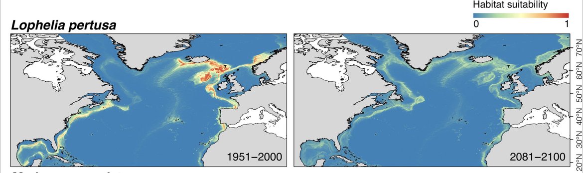 Figure 4: The predicted distribution of Lophelia pertusa under present day and under future environmental conditions (Morato et al., 2020).