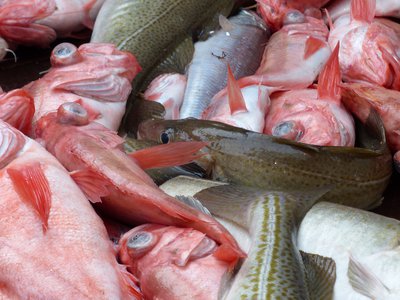 H6 - Planar PCBs in sediment and biota