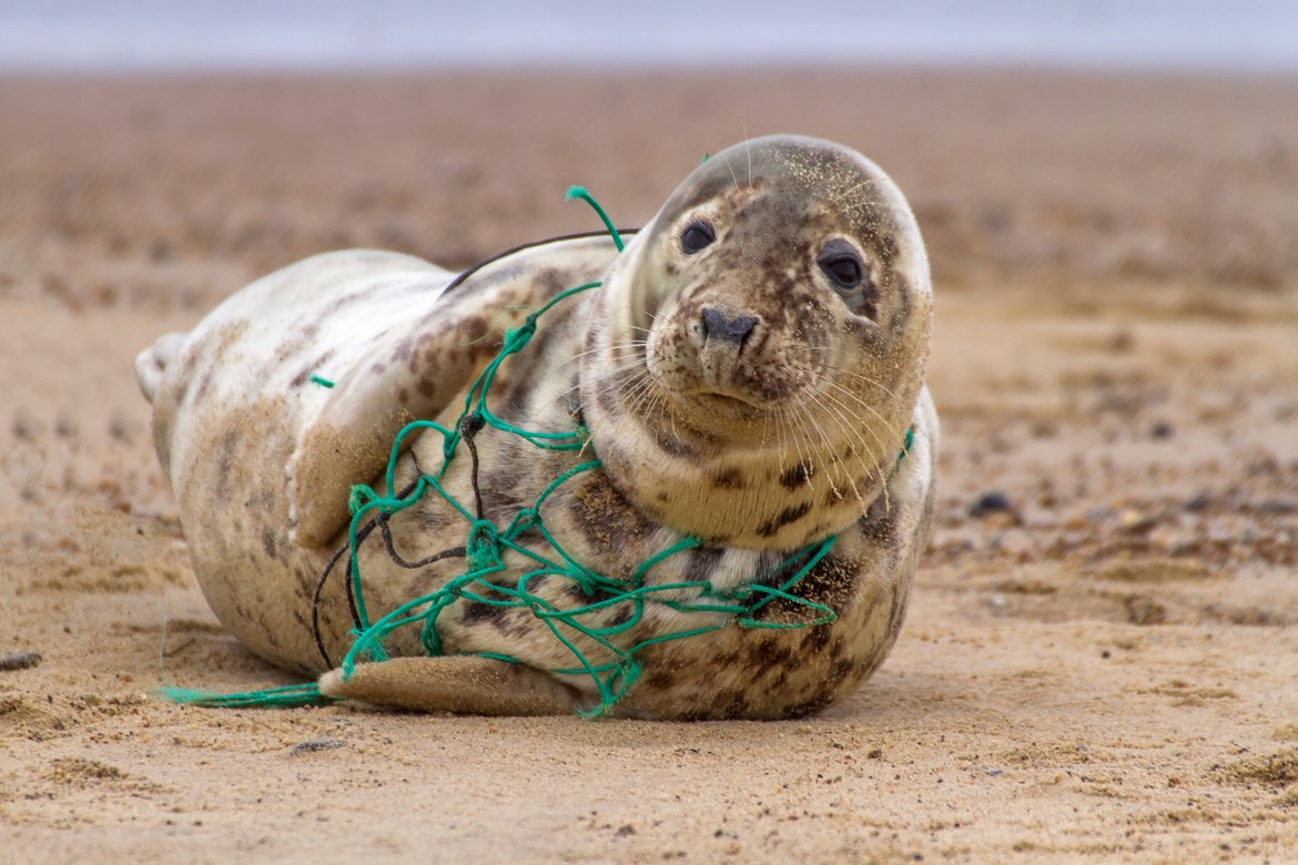 Seal with tangled plastic netting around neck. © Shutterstock