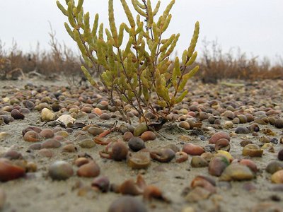 Status and Trends in the Concentrations of Polycyclic Aromatic Hydrocarbons (PAHs) in Sediment