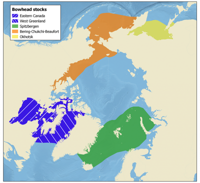 Figure 1 Stocks of Bowhead whale according to NAMMCO
(https://nammco.no/wp-content/uploads/2016/12/bowhead-dist-web-1024x936.png)