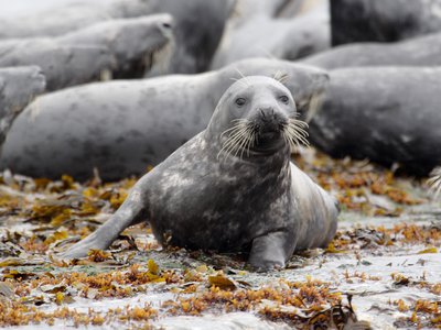 Theme B components - under the management of BDC