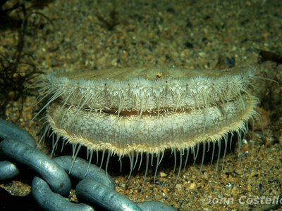 Status and Trends of Polychlorinated Biphenyls (PCB) in Fish and Shellfish 