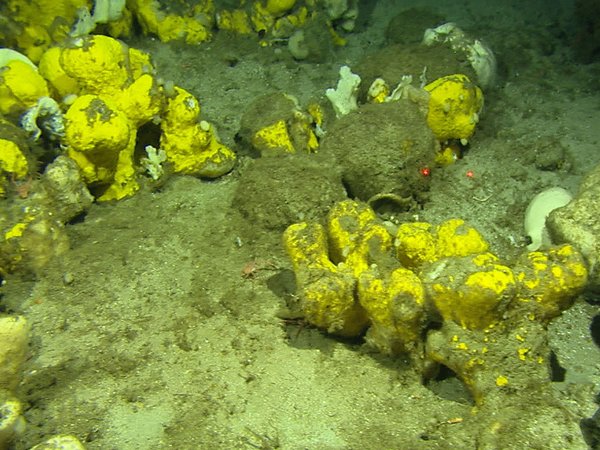 Deep-sea sponge aggregations