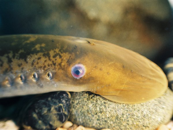 Sea lamprey