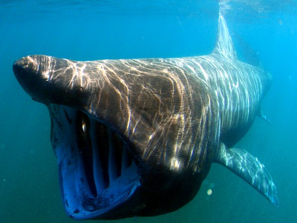 Basking shark
