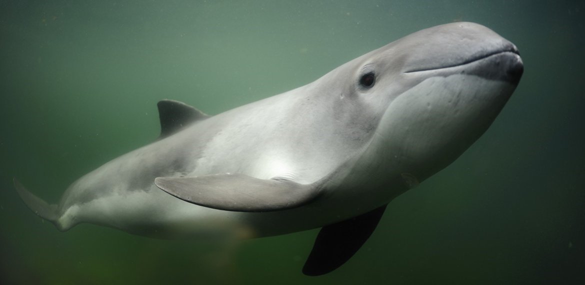 Figure 2 : Marsouin commun (Phocoena phocoena) © Solvin Zankl