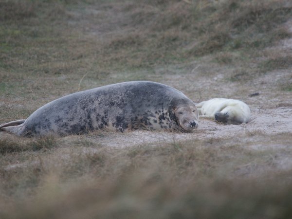 Marine Mammals Thematic Assessment