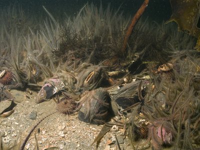 BB8 - Condition of benthic habitat defining communities (MMI) (BH2)
