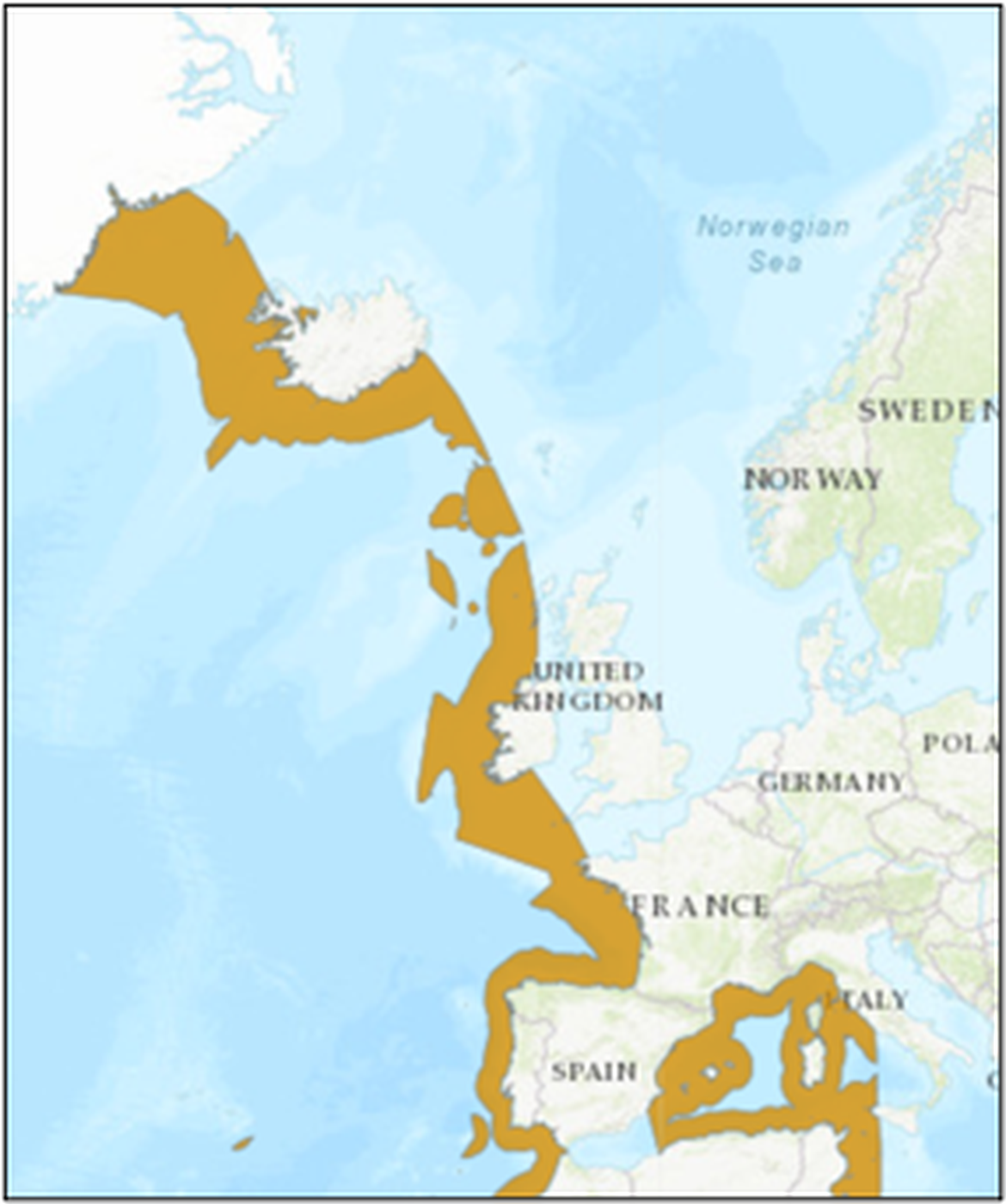 Figure 1: Geographic distribution of the Portuguese dogfish Centroscymnus coelolepis.
Source: https://www.iucnredlist.org/species/41747/10552910