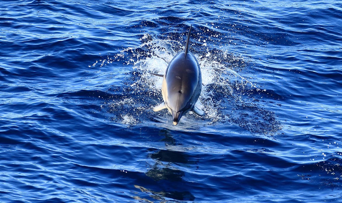 Figure 1 : Dauphin commun (Delphinus delphis), Golfe de Gascogne, printemps 2021. Avec la permission de l’Observatoire Pelagis