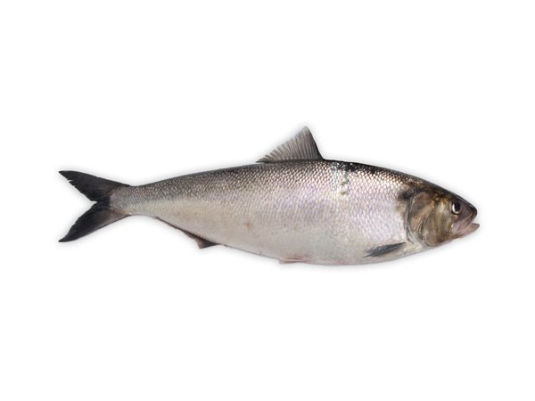 Allis shad